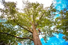 Best Seasonal Cleanup (Spring/Fall)  in New Bern, NC