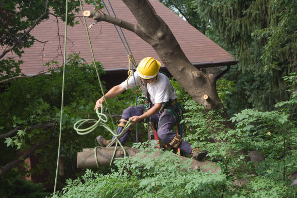 Best Tree Preservation Services  in New Bern, NC