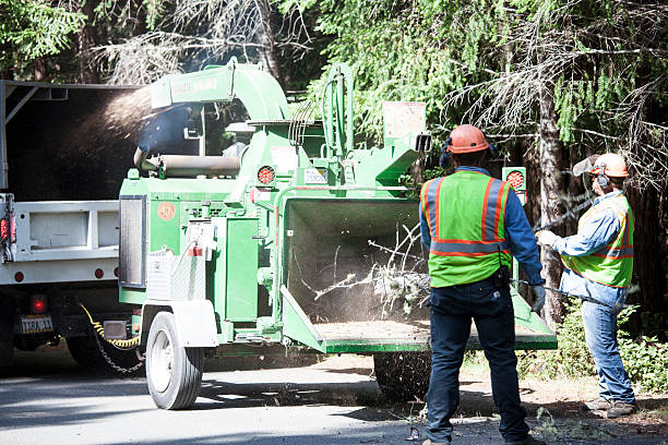 Best Palm Tree Trimming  in New Bern, NC